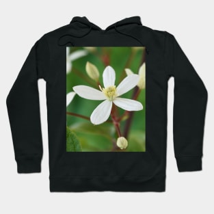 Clematis terniflora var. mandshurica	Manchurian clematis Hoodie